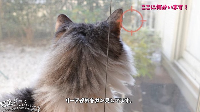 猫の後ろ姿