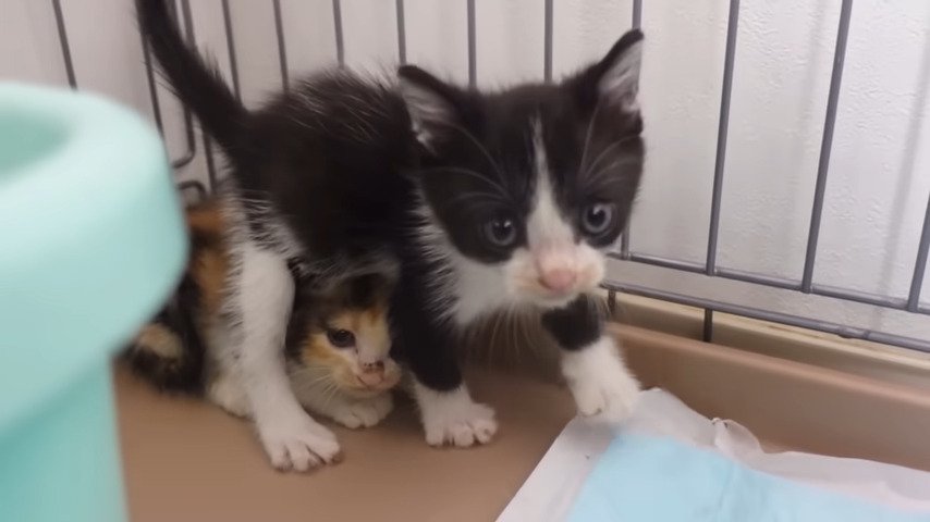 保護当初の兄妹子猫
