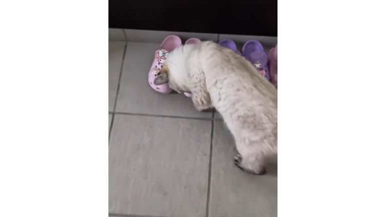 猫と靴
