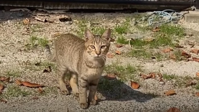 うすくちちゃん