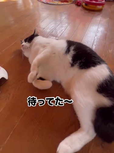 横になる猫