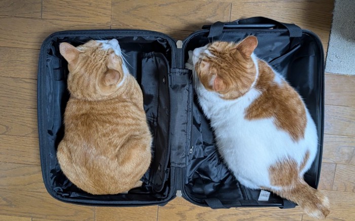 スーツケースに入った2匹の猫