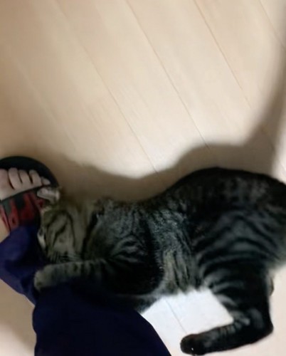足にしがみつく猫