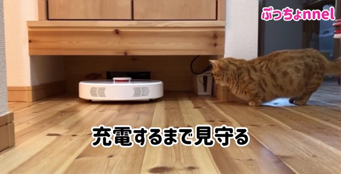 見守る猫