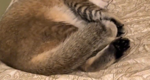 猫の手足アップ