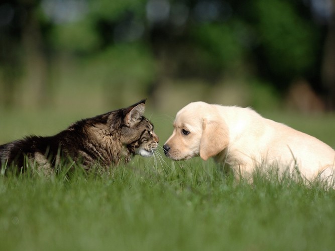 向かい合う猫と犬