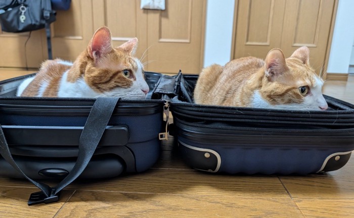 スーツケースに入った2匹の猫