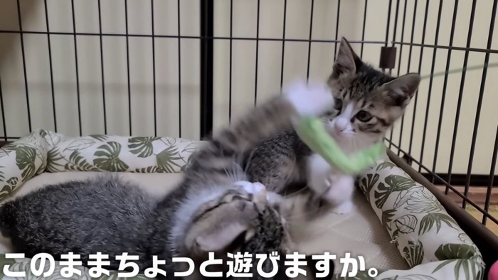 おもちゃで遊ぶ子猫