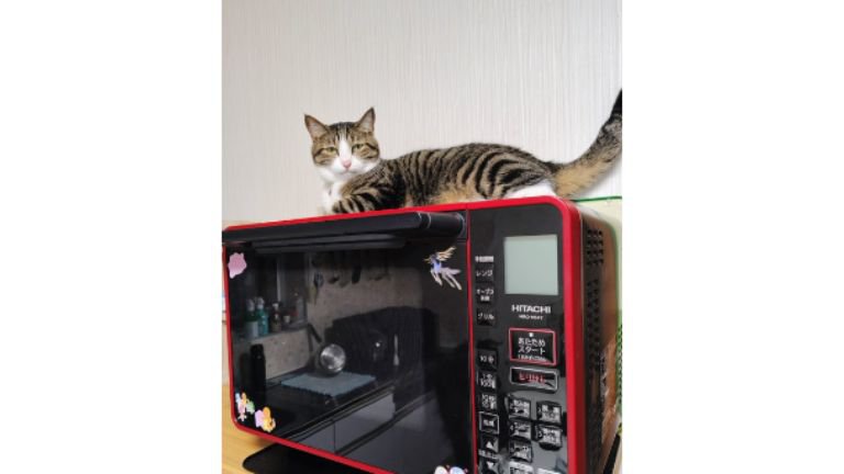 電子レンジの上の猫