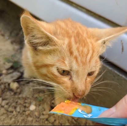 おやつを食べる子猫