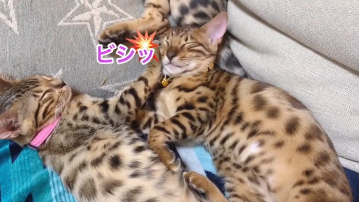 前足で顔を押さえる猫