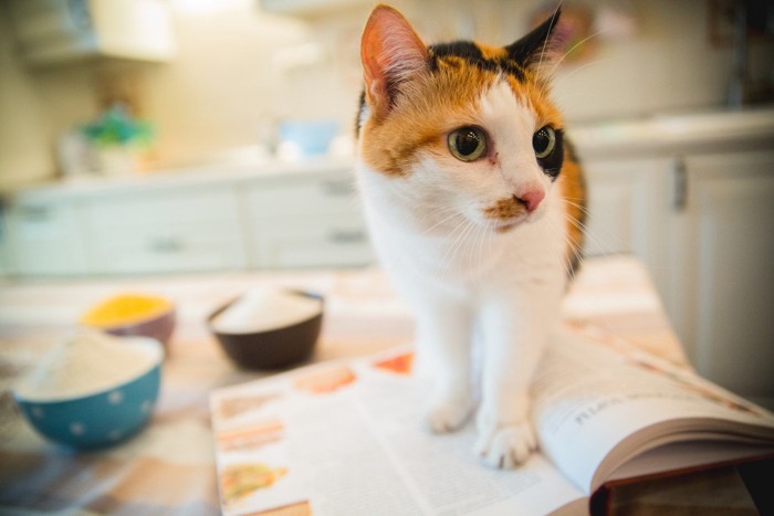 キッチンに乗る猫