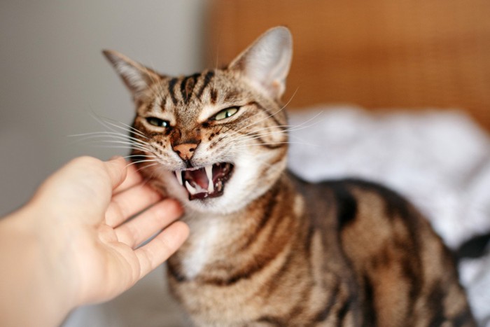 警戒している表情の座る猫