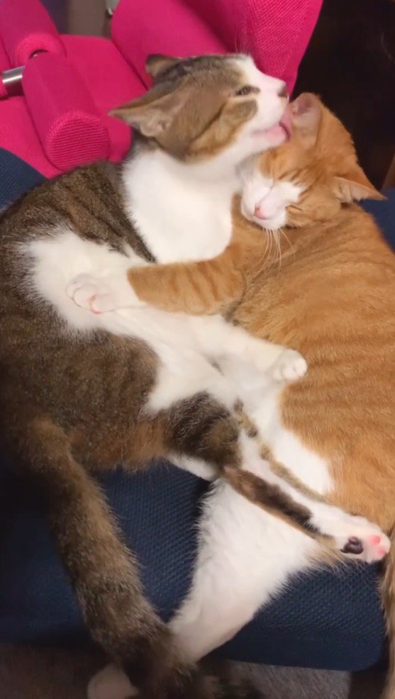 茶白猫を舐めるキジトラ猫