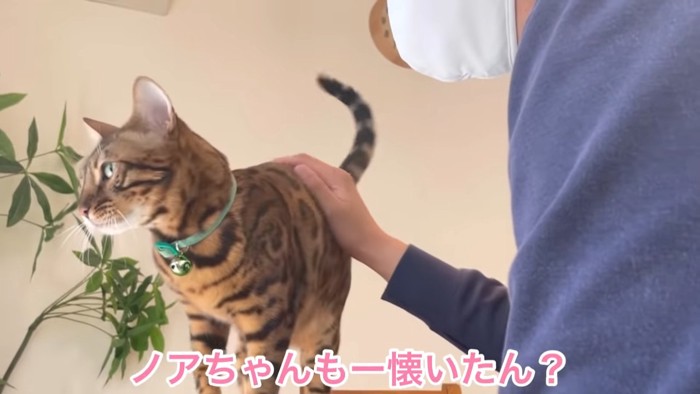 なでられる猫