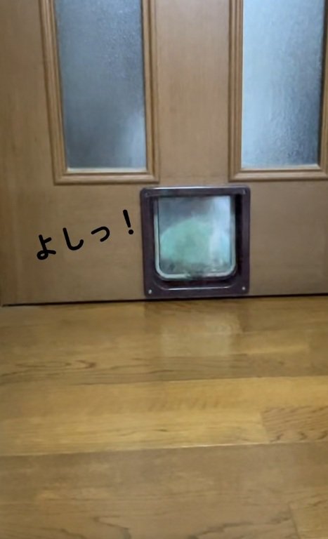 猫用通路から枕をひっぱる猫