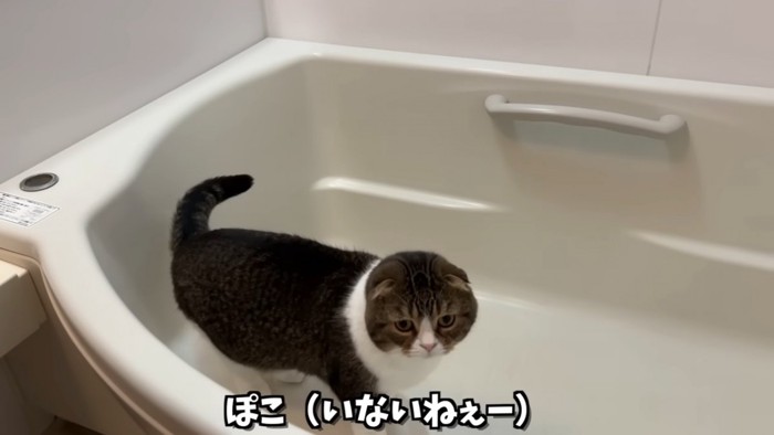 浴槽の中にいる猫