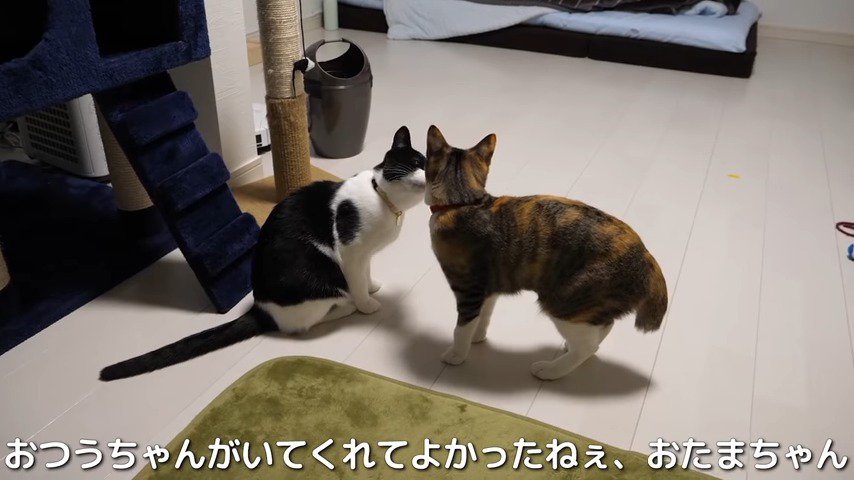 おつうちゃんの傍に行くおたまちゃん