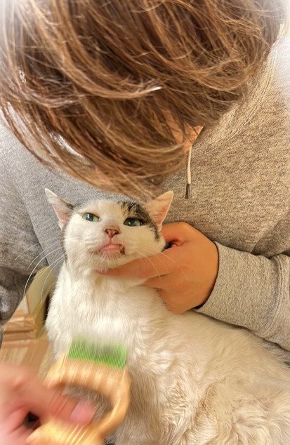 梳かされる猫