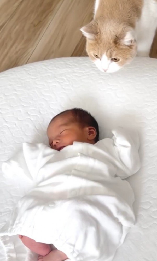 赤ちゃんを見つめる猫