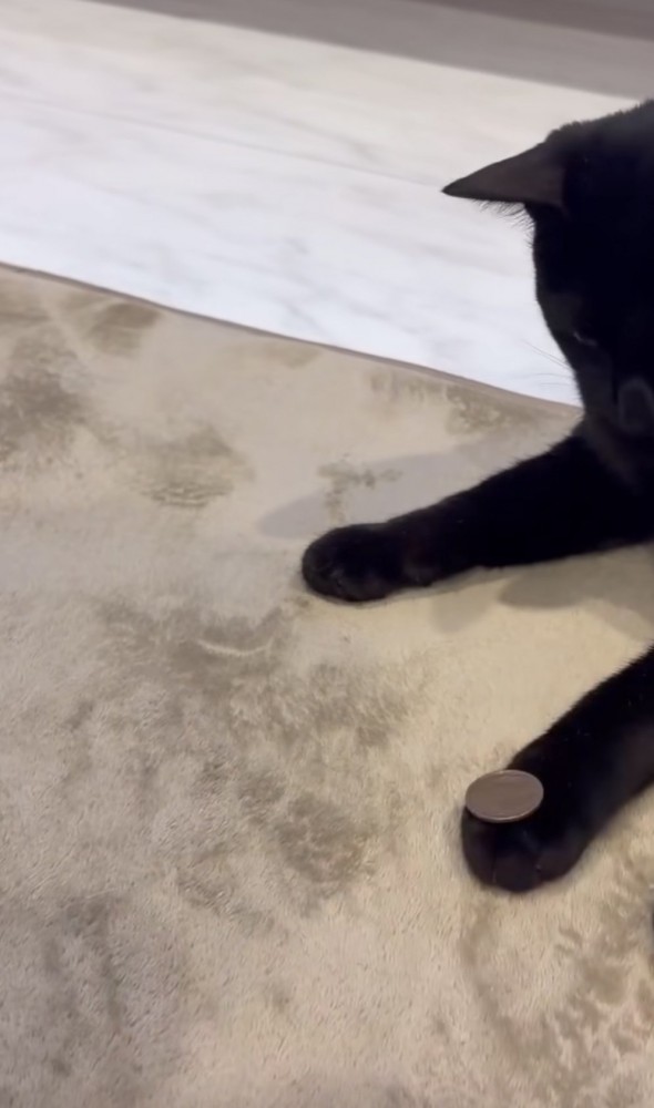 前足の上にコインを乗せられた猫の写真
