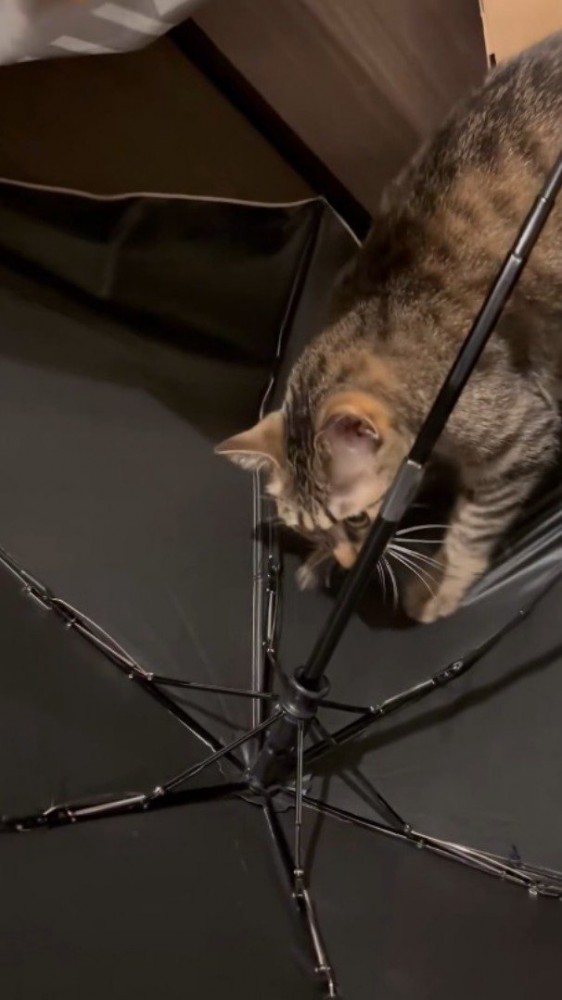 熱心に傘を前足で引っ掻く猫