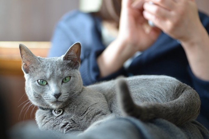 飼い主の膝にのるロシアンブルー