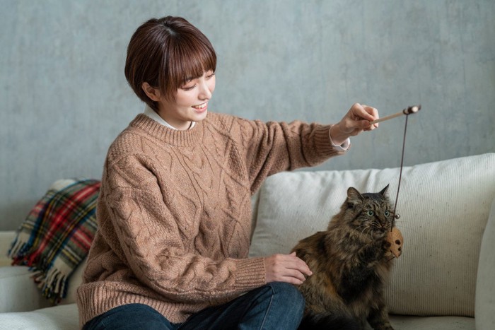 猫じゃらしで遊ぶ猫と飼い主さん