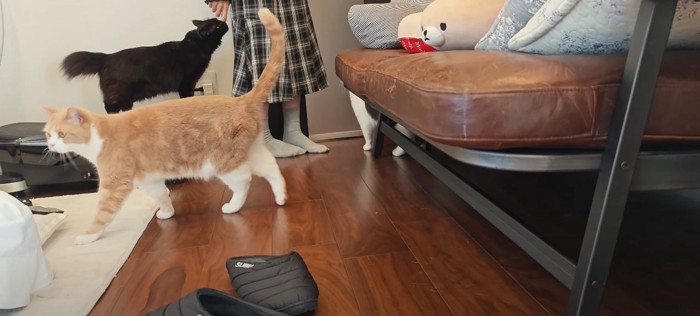 部屋の中に猫3匹と人
