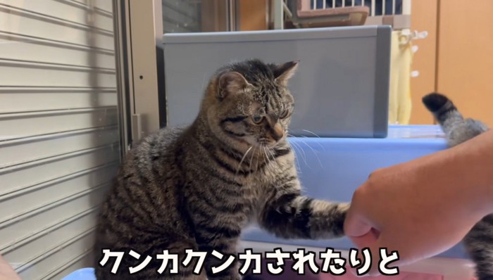 つつく猫