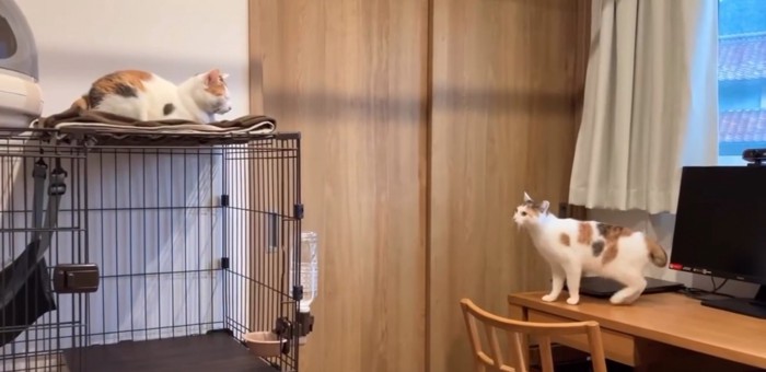 ケージの上を見つめる猫