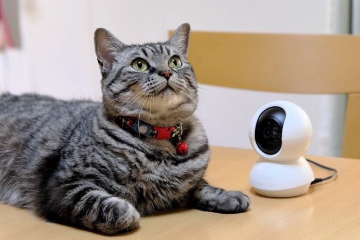 ペットカメラと猫