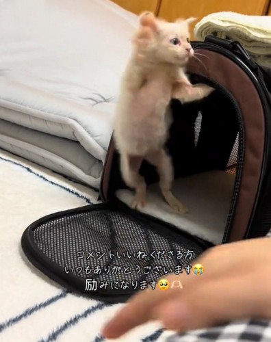 興奮状態の猫