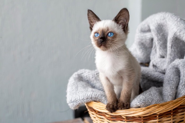 かごのふちに手をかけて身体を乗り出すシャムの子猫
