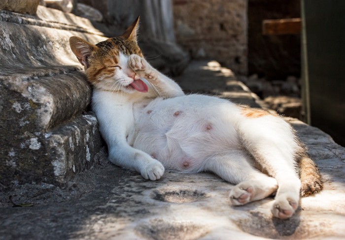 お腹の大きな猫