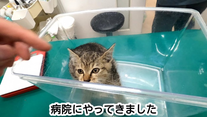 プラスチックのケースの中にいる子猫