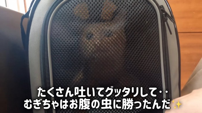 キャリーの中にいる子猫