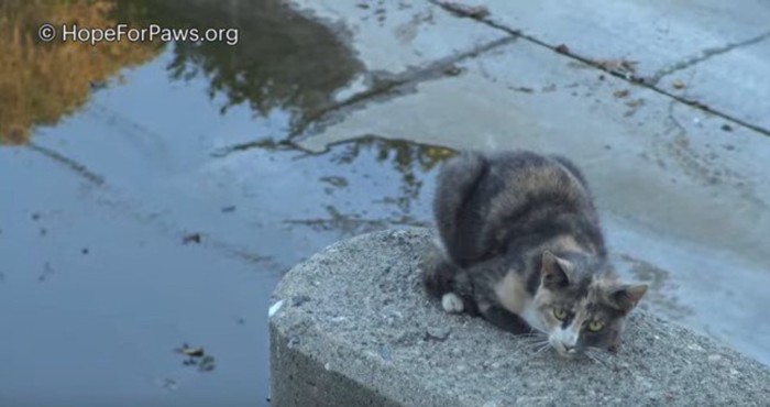 コンクリートの壁の先端で固まっている猫