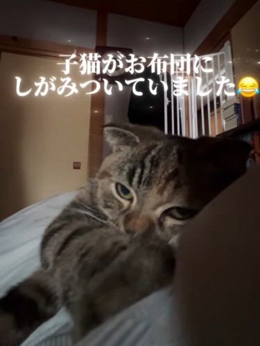 目を開けた猫