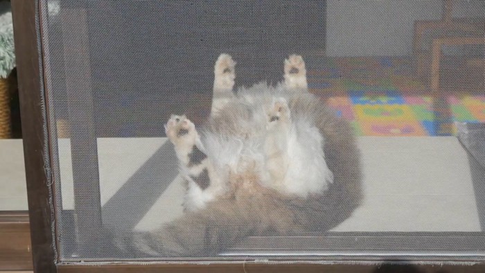 外から見た猫の様子