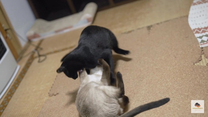 黒猫とシャム猫のバトル