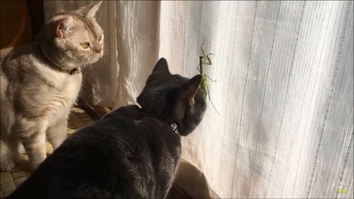 カマキリが気になる