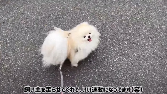 散歩中の犬