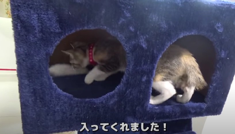 猫じゃらしと子猫