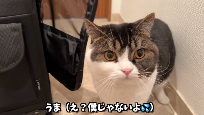 立っている猫の顔