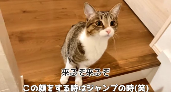 見つめる猫