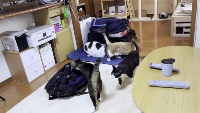 荷物に群がる猫たち