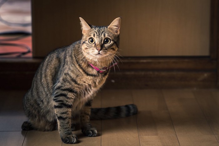 床に座るピンクの首輪をつけた夜泣きする猫