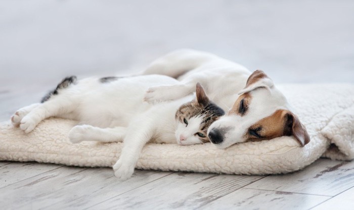 寄り添う猫と犬