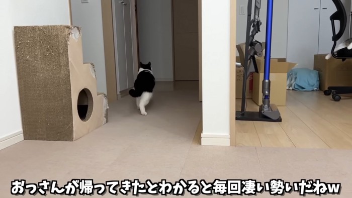 走る猫の後ろ姿